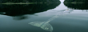 Gray Whale in Grice Bay near Tofino